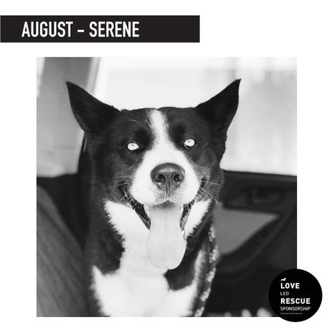 August Shelter Dog Sponsorship: Meet Serene