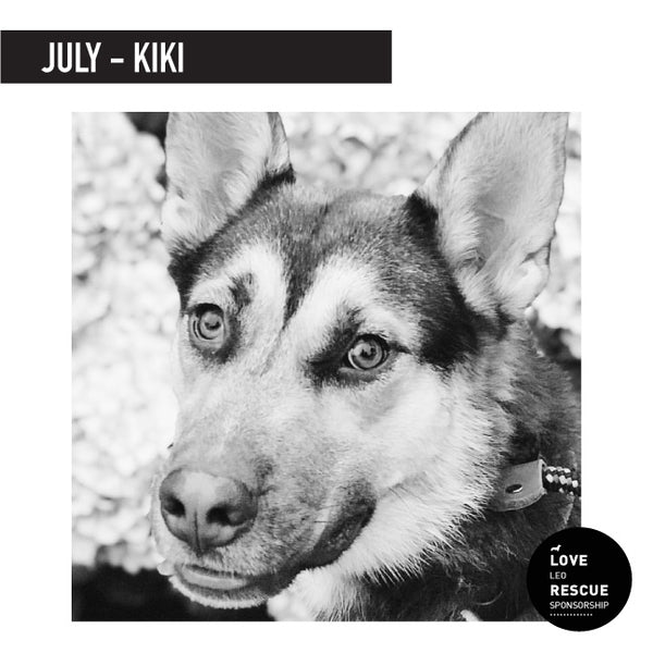 July Shelter Dog Sponsorship: Meet KiKi