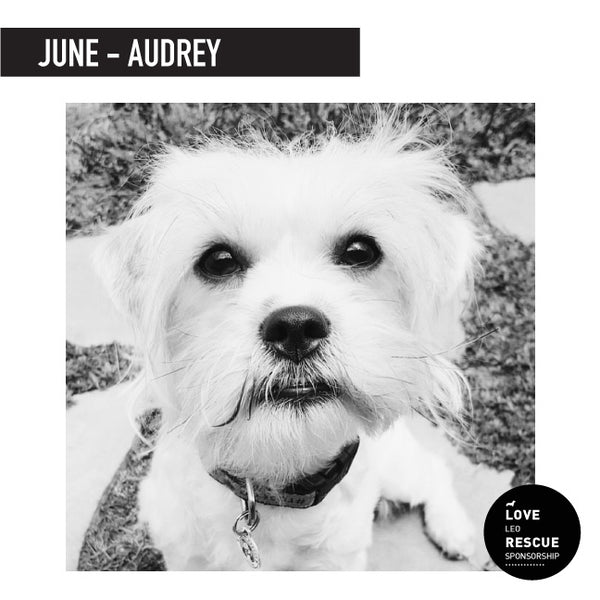 June Shelter Dog Sponsorship: Meet Audrey