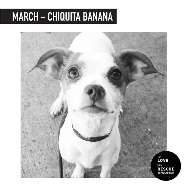 March Shelter Dog Sponsorship: Meet Chiquita Banana