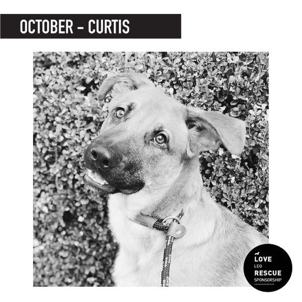 October Shelter Dog Sponsorship: Meet Curtis