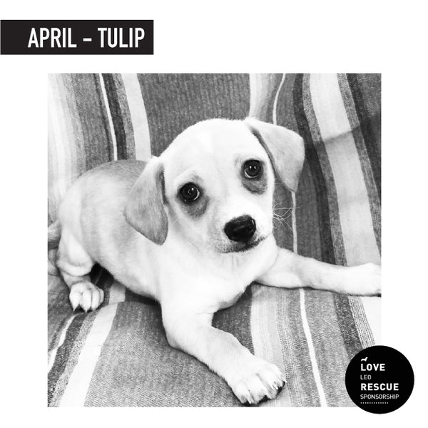 April Shelter Dog Sponsorship: Meet Tulip