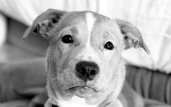 December Shelter Dog Sponsorship: Meet Hazelnut