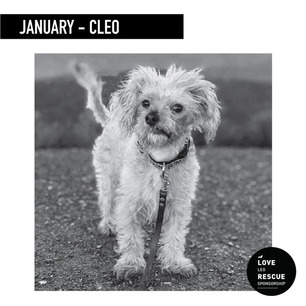 January Shelter Dog Sponsorship: Meet Cleo