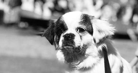 February Shelter Dog Sponsorship: Meet Won Ton