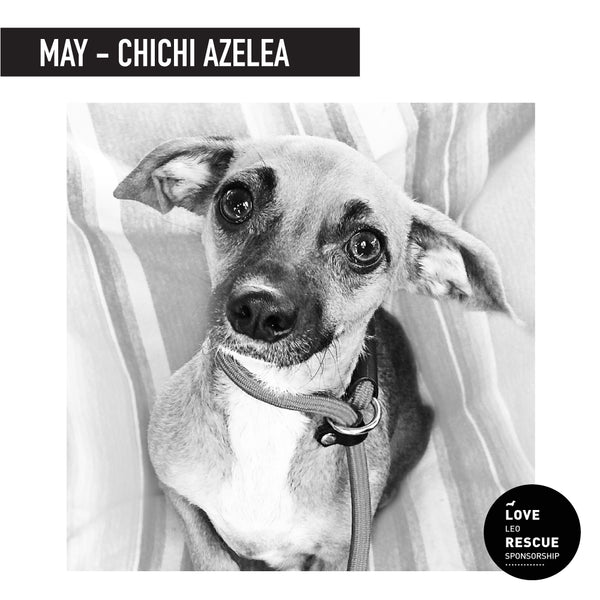 May Shelter Dog Sponsorship: Meet Chichi Azelea