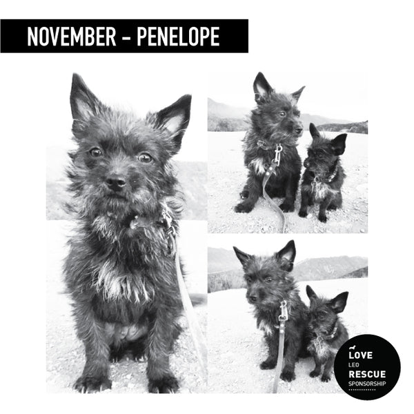 November Shelter Dog Sponsorship: Meet Penelope