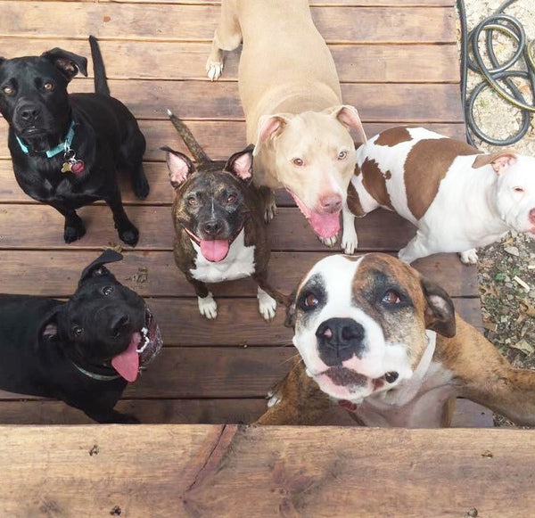 Happy Pet Rescue Donates To Montreal SPCA