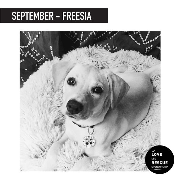 September Shelter Dog Sponsorship: Meet Freesia